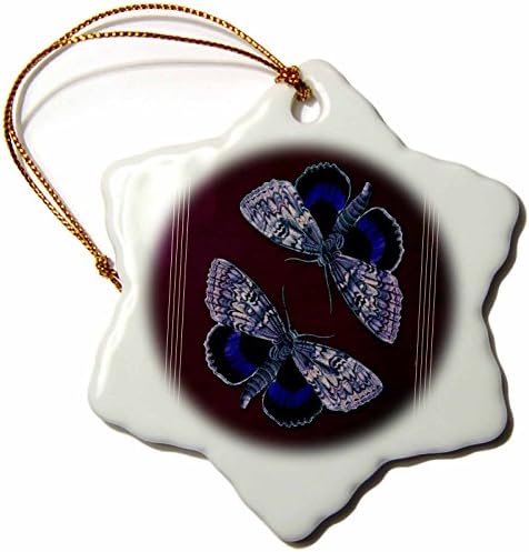 3drose сина и бисерна сина пеперутка на текстурирана виолетова позадина. - украси