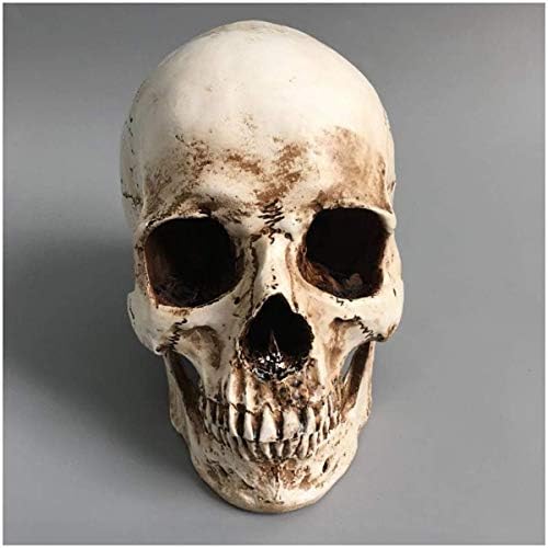 Наставен модел, 10 модел на животна големина на човечка реплика на черепот - човечки смола Скелет скелет анатомија коска уметност -