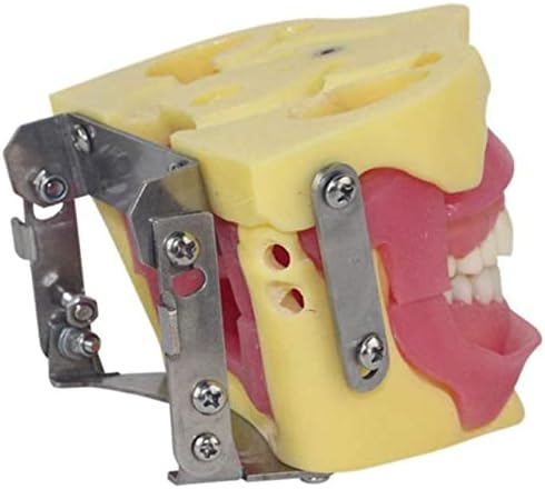 Модел на заби на заби, модел на заби на заби, орална хирургија за заби за анестезија за заби, настава силика гел материјал мек модел на заби