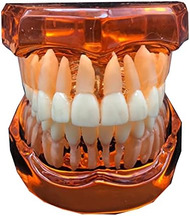 KH66ZKY Стоматолошки стоматолог Демонстрација на забите модел транспарентен возрасен непцата за заби за нега на заби Студија за студија Стандарден