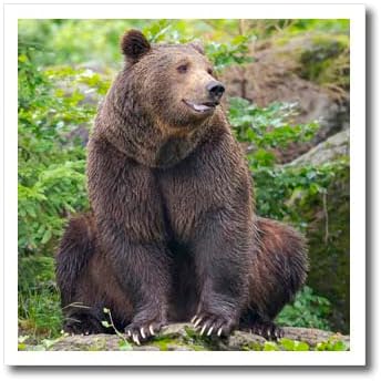 3drose Евроазиска кафеава мечка Баварска шума, куќиште. - Ironелезо на трансфери на топлина