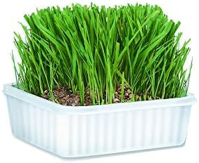 Чудо нега на мачка-мачка трева за мачки во затворен простор [лесен за одгледување комплет за мачки трева] Комплет за растење на трева