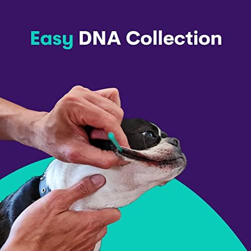 ОРИВЕТ Куче Днк Тест | Сеопфатен Комплет За Тестирање На Раса На Кучиња, Генетско Тестирање и Животен План Генопет+ за Кучиња