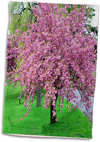 3 -телони дрвја - розово цреша цвет на зелена трева - крпи