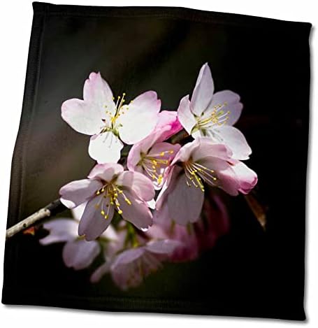 3drose Sunlit Sunlit Sakura цреша цвеќиња цвеќиња, темна позадина со низок клуч - крпи