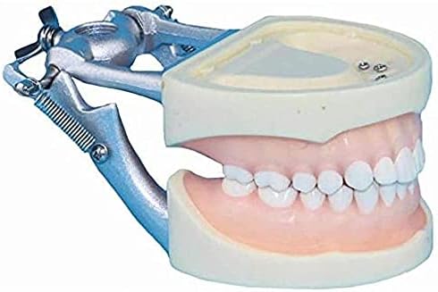 Модел на модел на заби за заби на Наозин-НИ